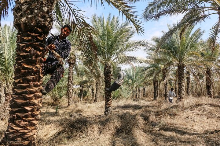 هرس بهاری نخیلات آبادان و توسعه گردشگری کشاورزی هرس بهاری نخیلات آبادان و توسعه گردشگری کشاورزی
