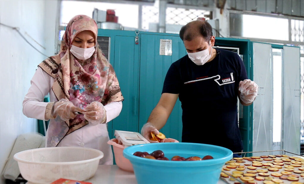 بومیسازی میوههای حبهای جواب داد| محصولی با کمترین سرمایه و بیشترین مشتری