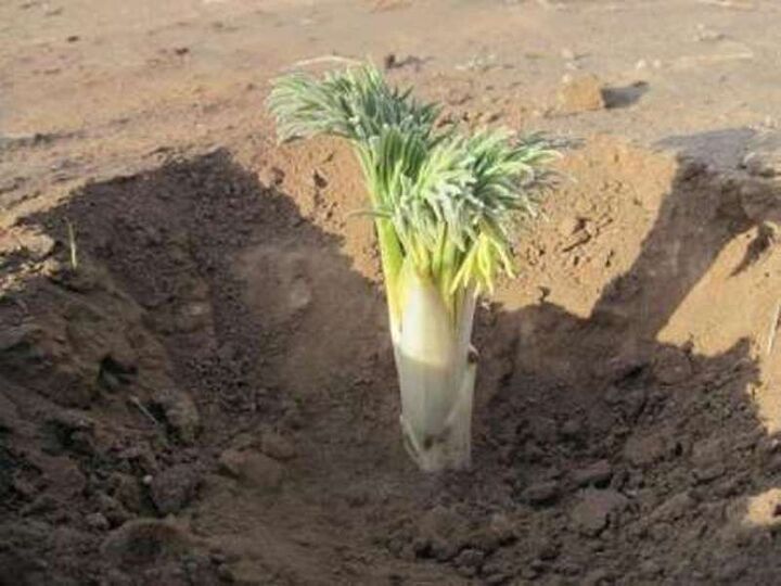 «کما» سرمایه نایاب خراسان جنوبی در خطر انقراض «کما» سرمایه نایاب خراسان جنوبی در خطر انقراض