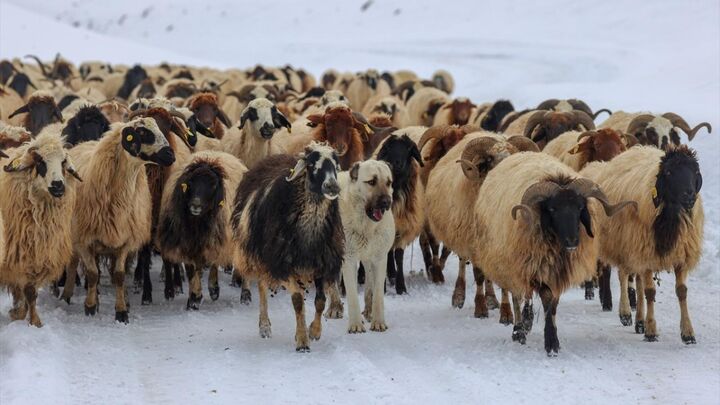 پرورش گوسفند در شرایط سخت آب و هوا