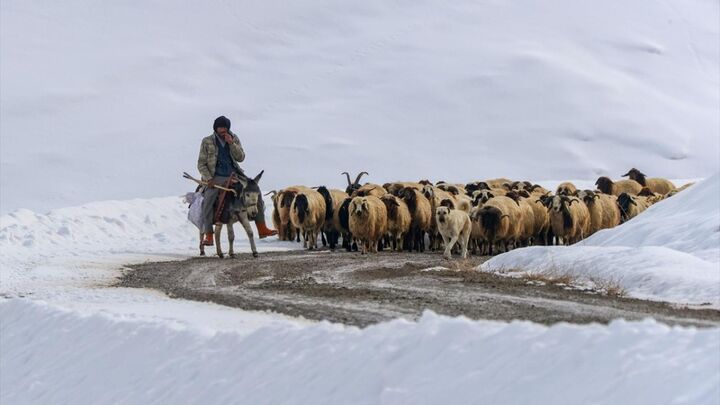 پرورش گوسفند در شرایط سخت آب و هوا