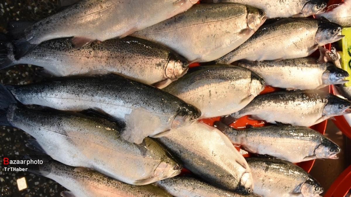تولید ۵۰ میلیون قطعه بچه ماهی قزل‌آلا در استان اصفهان در سال ۱۴۰۰