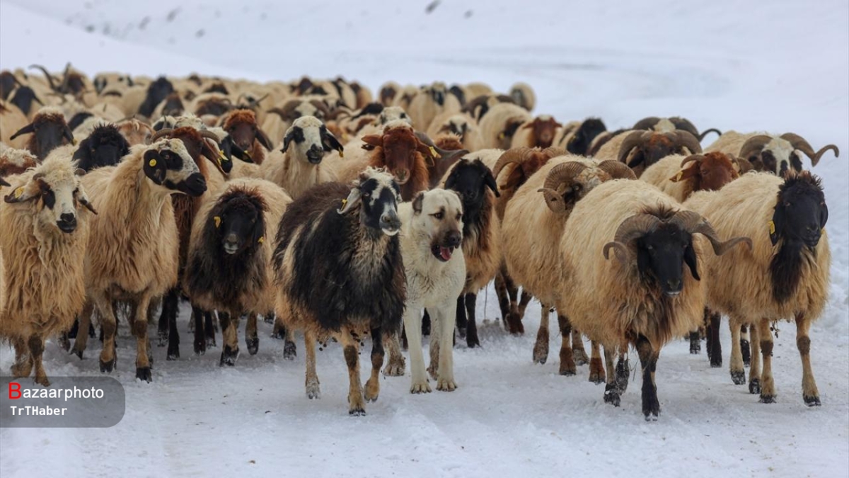 قیمت «دام» از نردبان گرانی صعود کرد| همه مقصرن جز مسئولان!