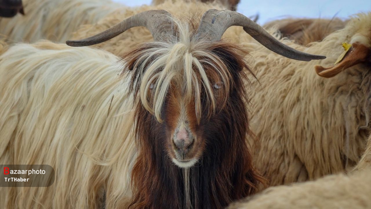 آذربایجانغربی گذرگاه قاچاق دام در کشور| پلاک کوبی دام ها چاره ساز نشد