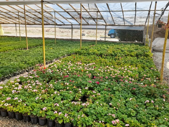 کشت گلخانهای روشی موثر در پیشگیری از فرونشست زمین کشت گلخانهای روشی موثر در پیشگیری از فرونشست زمین