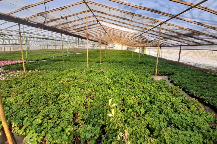 ۶۶ هزار تن محصولات گلخانه‌ای استان بوشهر صادر شد| درآمد ۳۰ میلیون دلاری برای تولیدکنندگان بوشهری