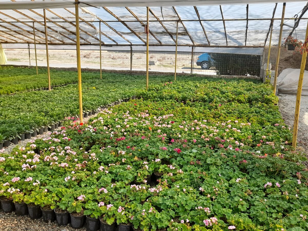 آمار غلط کار دست نهضت گلخانه ای داد| شتاب زدگی در اجرای طرح