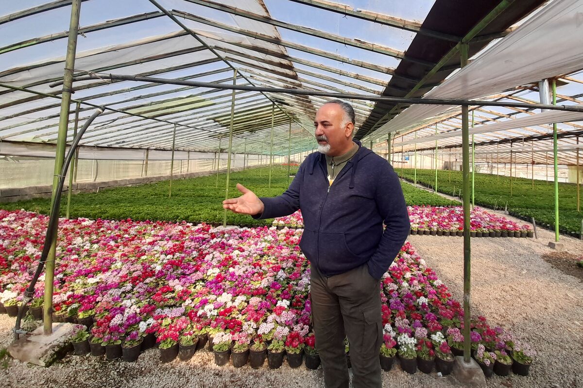 تضمینی برای تولید در کشور نیست| سم و بذرهای بی کیفیت وارداتی از مشکلات گلخانه داران است