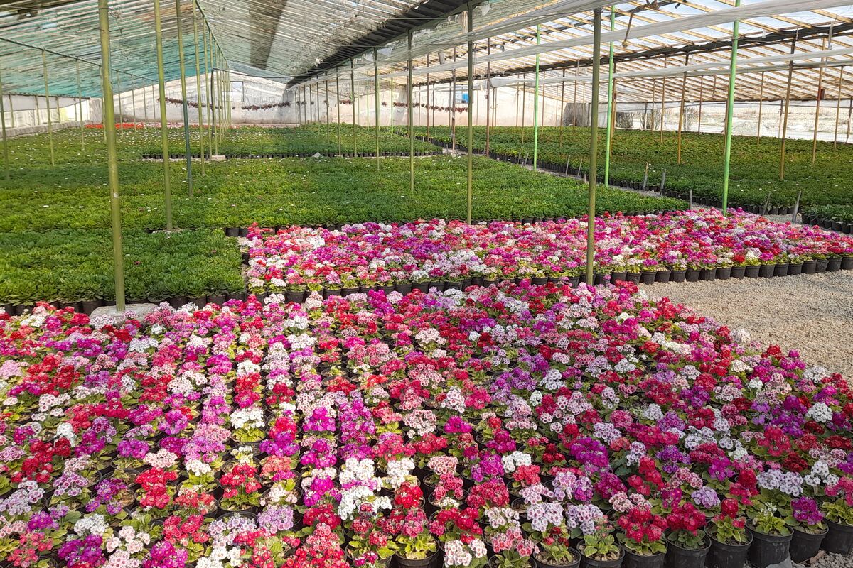 نهضت گلخانه سازی به درب بسته خورد| سرمایه گذاران پژمردند