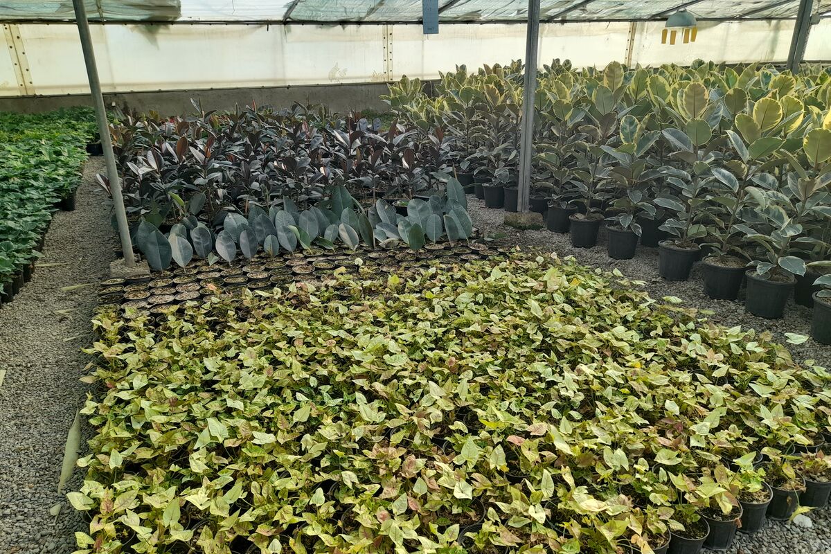 تضمینی برای تولید در کشور نیست| سم و بذرهای بی کیفیت وارداتی از مشکلات گلخانه داران است