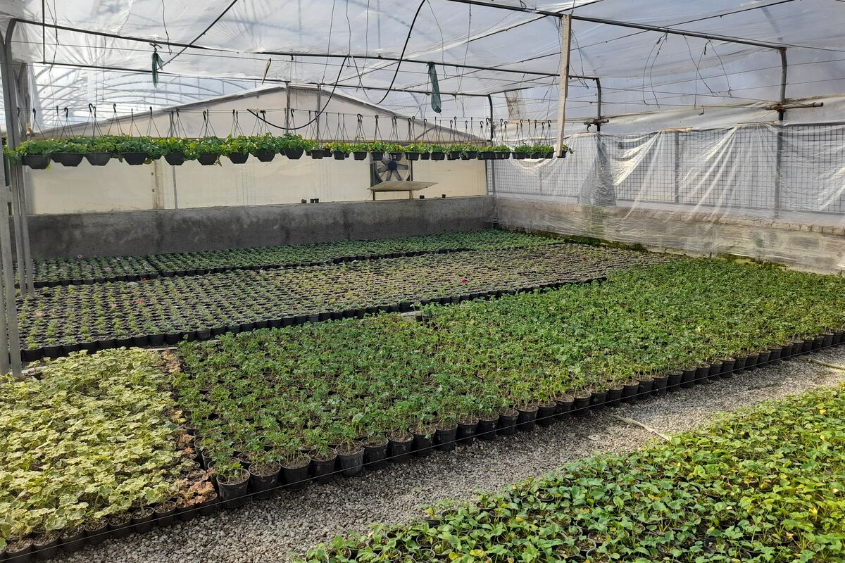 تضمینی برای تولید در کشور نیست| سم و بذرهای بی کیفیت وارداتی از مشکلات گلخانه داران است