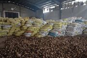 کاهش ۲۲ درصدی ضایعات سیب زمینی در استان همدان