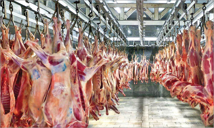 کشتار روزانه ۱۰۰۰ راس دام برای تعدیل بازار گوشت