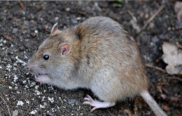 مبارزه با جوندگان در مزارع خراسان شمالی | سموم کشاورزی هم حریف نمیشوند