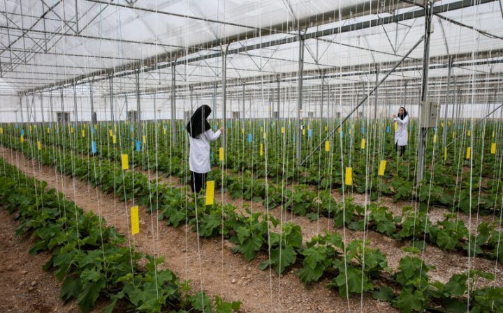 استان سمنان مجری «طرح افزایش بهره‌وری تولیدات کشاورزی» شد