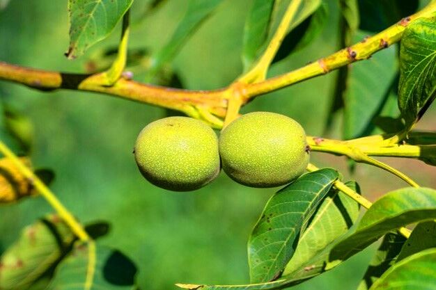 کسب سود ۱ میلیاردی سالانه فقط با خرید نهال گردو!