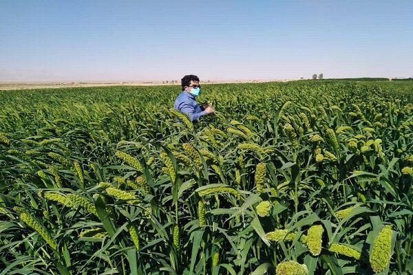 شرکت تعاونی روستایی اسلام بشرویه پیشرو در تولید محصولات کشاورزی و دامی