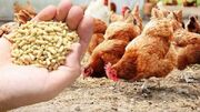 عرضه ۵ هزار و ۱۰۰ تن گوشت مرغ در اردبیل| نهاده‌های دامی ذخیره‌سازی شد