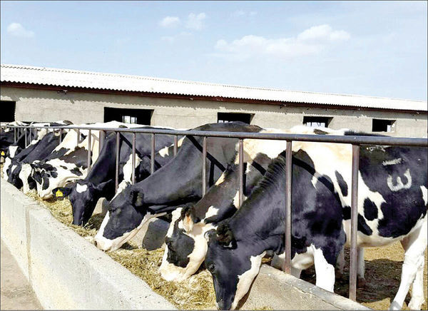 خرید شیر دامداران به قیمت جدید