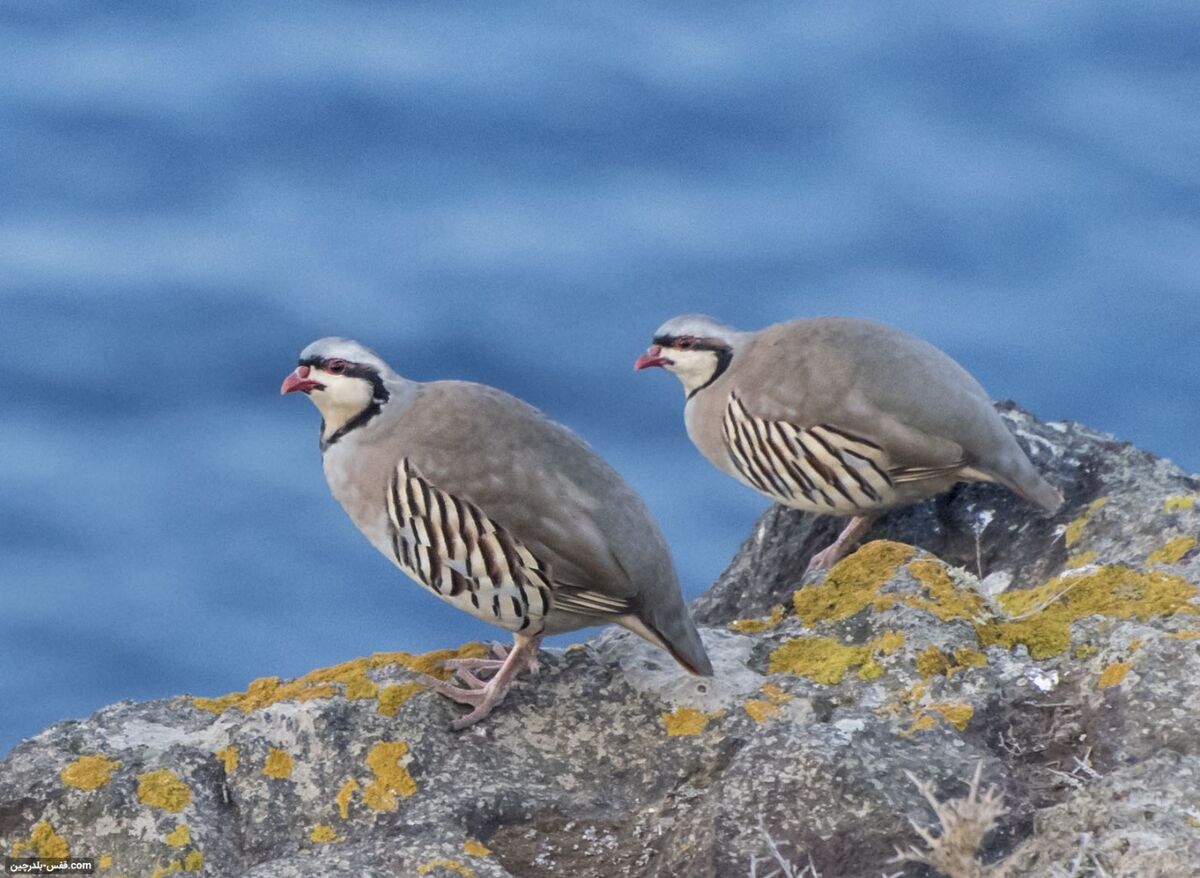 خانم ها و آقایان ماهی خور شوید...