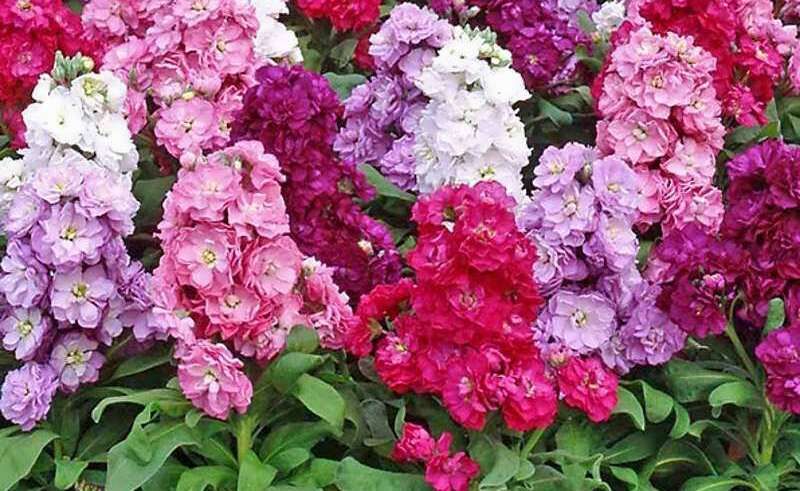 صادرات گل در اصفهان محدود به کاکتوس شد| رتبه نخست نصف‌جهان در تولید «شب‌بو»