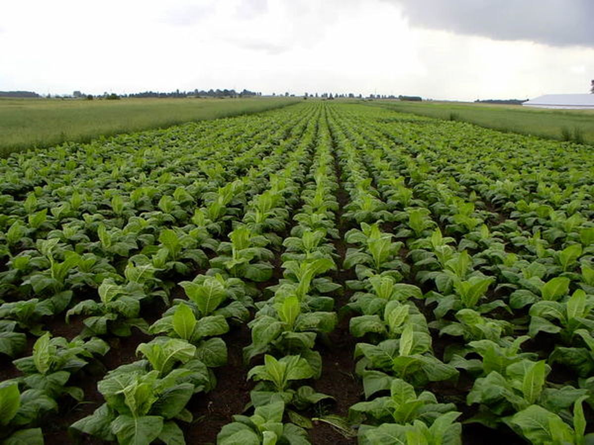 فقدان انگیزه بین توتون کاران گلستانی| شالی جایگزین شد