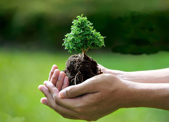 آغاز اجرای طرح کاشت یک میلیارد اصله درخت