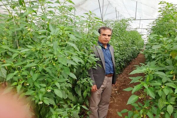 تولید ۱۹ هزار تن محصولات گلخانه‌ای در زنجان