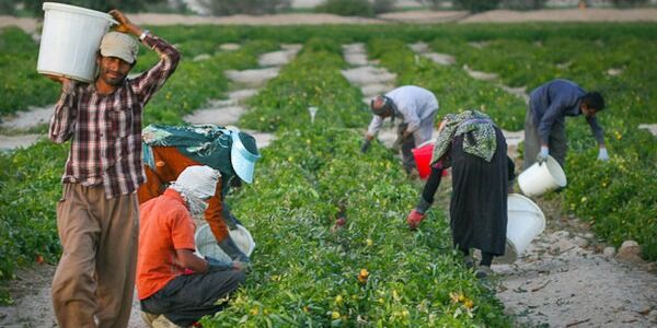 ۱۳۴مرکز خدمات کشاورزی غیر دولتی در فارس راه اندازی شد
