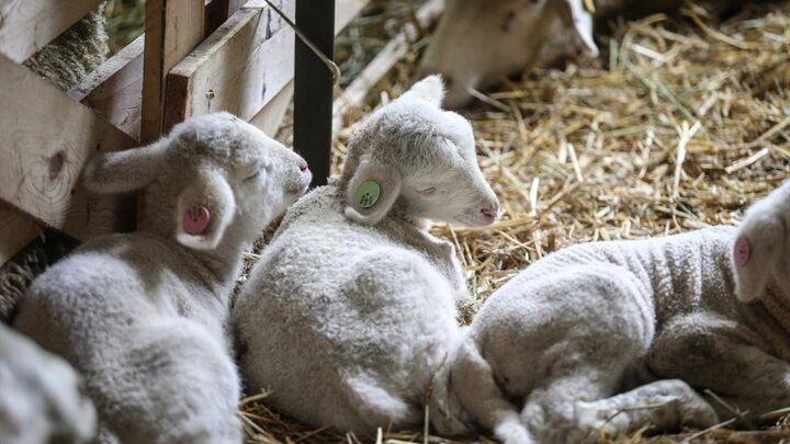 دولتیها سبب افزایش قیمت دام زنده در ساری شدند دولتیها سبب افزایش قیمت دام زنده در ساری شدند