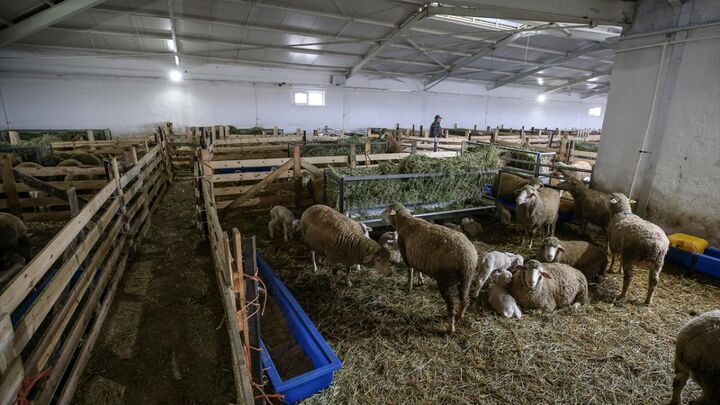 پرورش گوسفند مرینوس در ترکیه