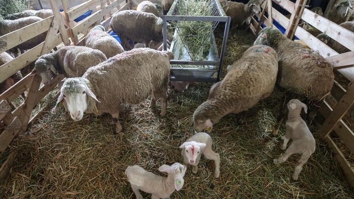 پرورش گوسفند مرینوس در ترکیه