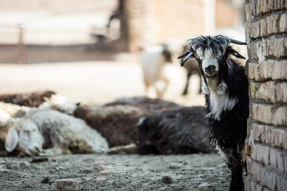 ایده های پولساز در مازندران| ۳۲ رسته شغلی کم سرمایه است