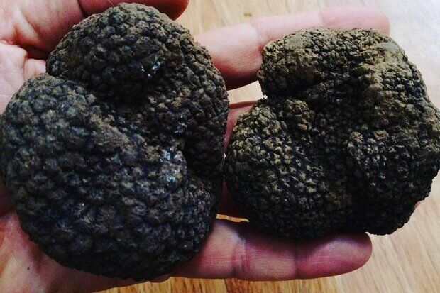 غارت بی صدای قارچ «ترافل» در گلستان| عدم مدیریت «الماس سیاه» را به نابودی کشاند