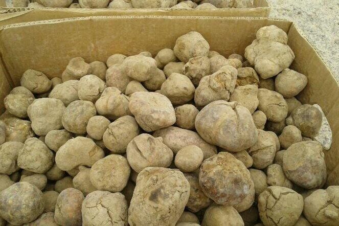 طبیعت گلستان زیر پای جویندگان ترافل | خوراک سنجابهای هیرکانی در کیسه سودجویان