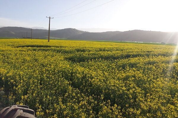 «طرح جهش تولید» در دیم‌زارهای گلستان | بارقه امید در دل کشاورزان