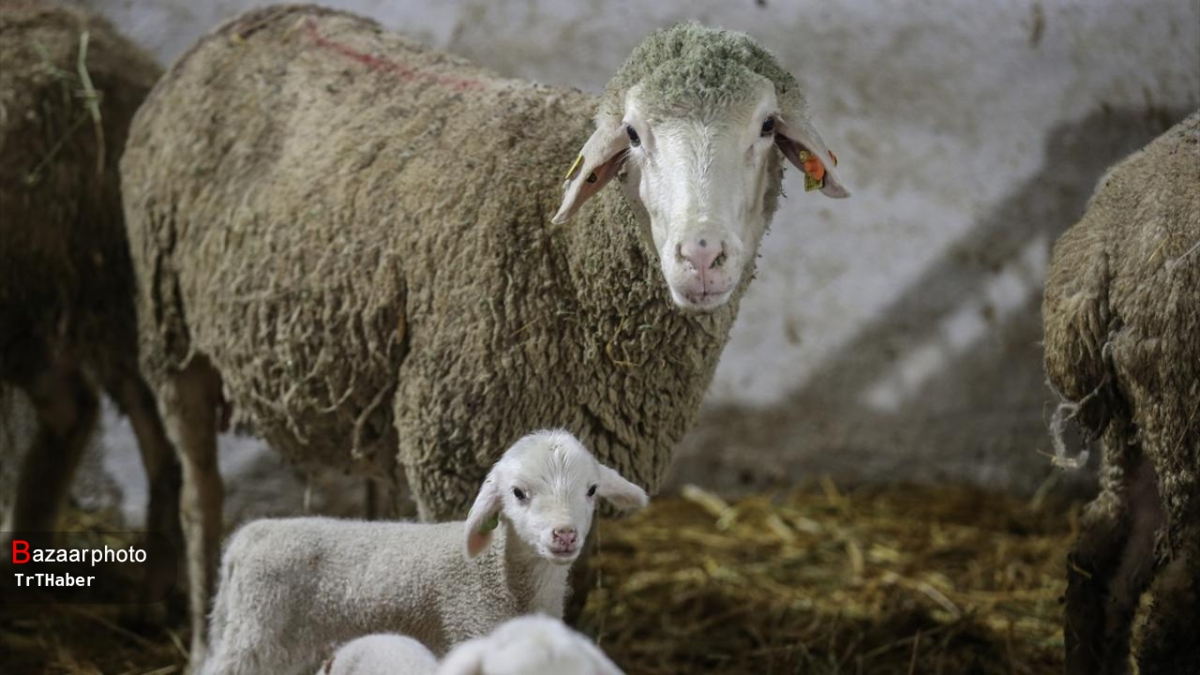 خداحافظی فارسی ها با گوشت قرمز| کالای اساسی که لوکس شد