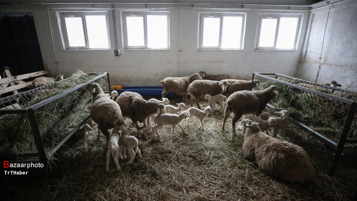 دامپروری گستان در یک قدمی انحطاط | قیمت شیر و گوشت غیر کارشناسی است