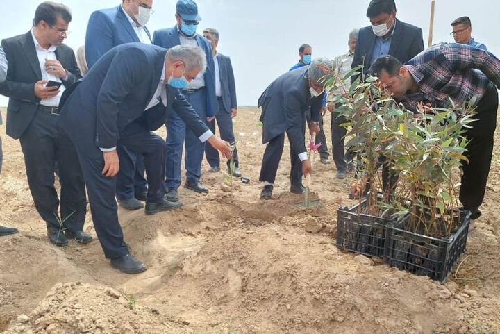آغاز پروژه بزرگ ۲ هزار هکتاری زراعت چوب در خوزستان