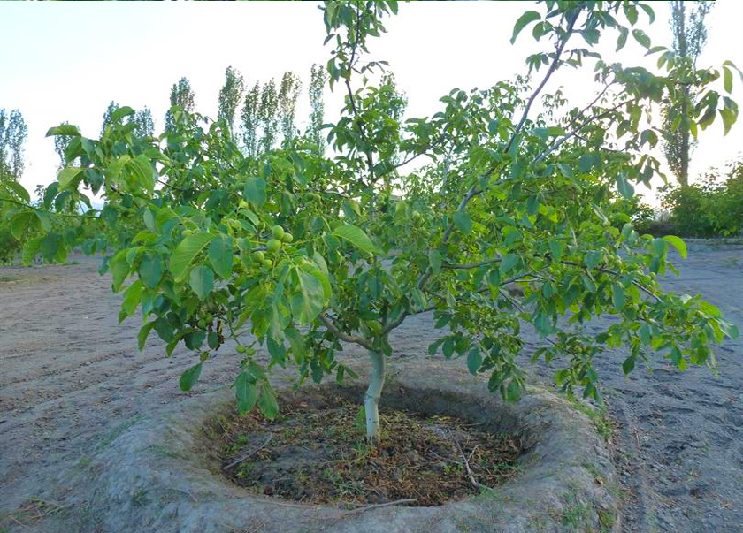 رازهای تشخیص نهال گردو فرنور پیوندی اصل برای باغداران گردو