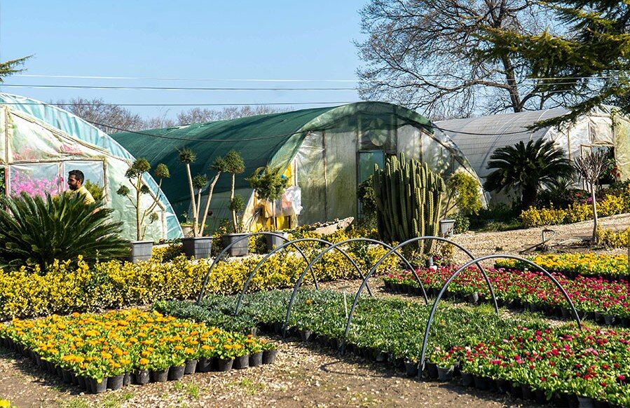 صنعت گلوگیاه گلستان در آستانه تزلزل | مسئولان حمایت کنند