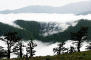 مزیت گردشگری جنگل ابر مغفول است| برنامه مدون وجود ندارد