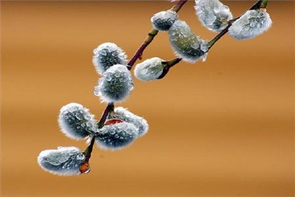 برداشت «بیدمشک» از باغات آذربایجان غربی آغاز شد| تولید سالانه ۲ میلیون لیتر عرق بیدمشک