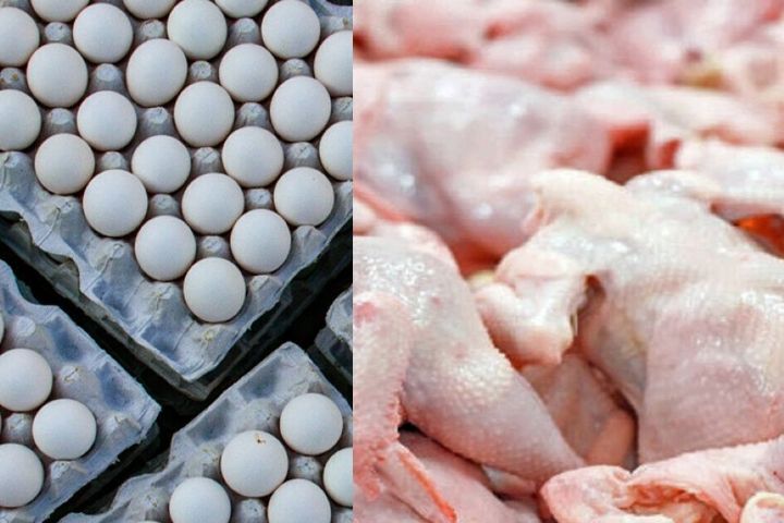 قیمت مرغ افزایش نخواهد داشت| تولید بیش از ۳۴۰ تن تخم‌مرغ در اصفهان