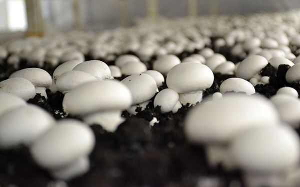 صادرات ۲.۱میلیون دلاری قارچ در نیمه نخست امسال