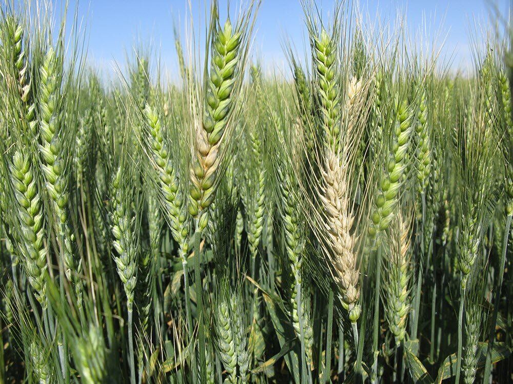 خرید گندم از کشاورزان سیستان و بلوچستان از مرز ١١ هزار تن گذشت