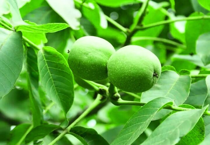 هر آنچه از نکات طلایی کاشت نهال درخت گردو باید بدانید هر آنچه از نکات طلایی کاشت نهال درخت گردو باید بدانید