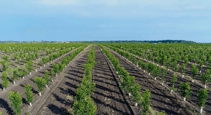 احداث کمربند سبز در بوشهر| ۴ میلیون‌ نهال کاشت می‌شود