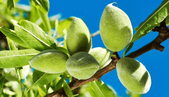 پیش بینی برداشت ۱۳۰ تن چغاله بادام از باغ های شهرستان کاشان پیش بینی برداشت ۱۳۰ تن چغاله بادام از باغ های شهرستان کاشان