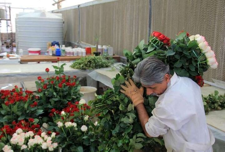 اقتصاد ۸میلیون دلاری گل‌های صادراتی بوی پژمردگی می‌دهد| افزایش ۴۰۰درصدی هزینه تولید